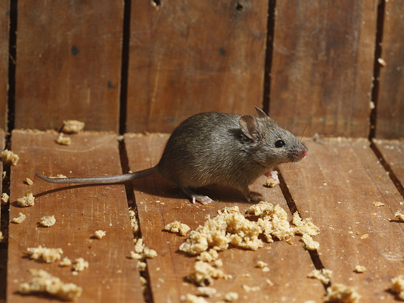 Removal, control & proofing of rats & mice in Exeter.